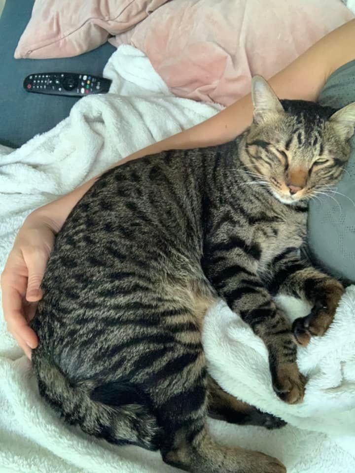 Chester curled up asleep, tucked into someone's arm