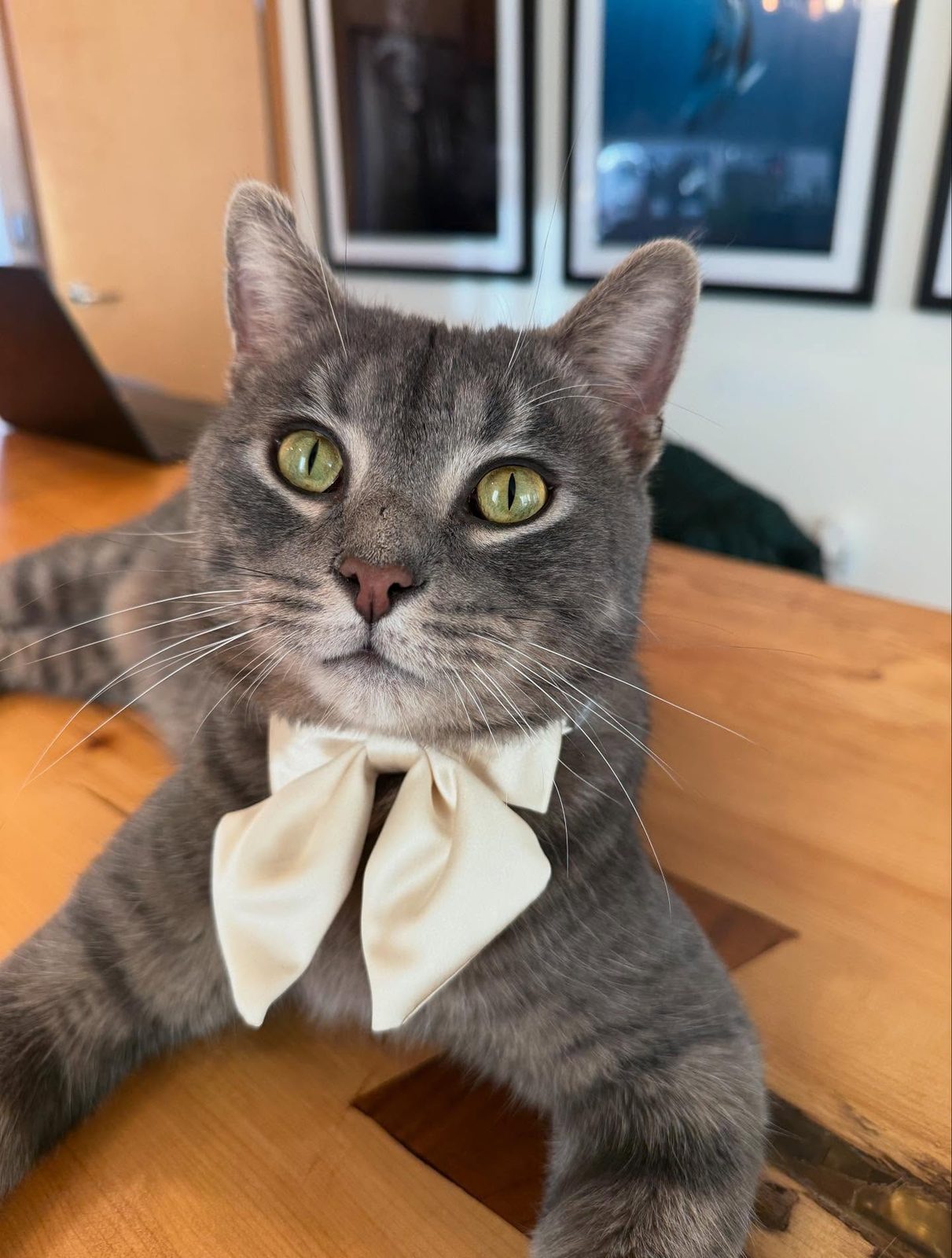 Chester the cat wearing a cream bow tie, looking regal