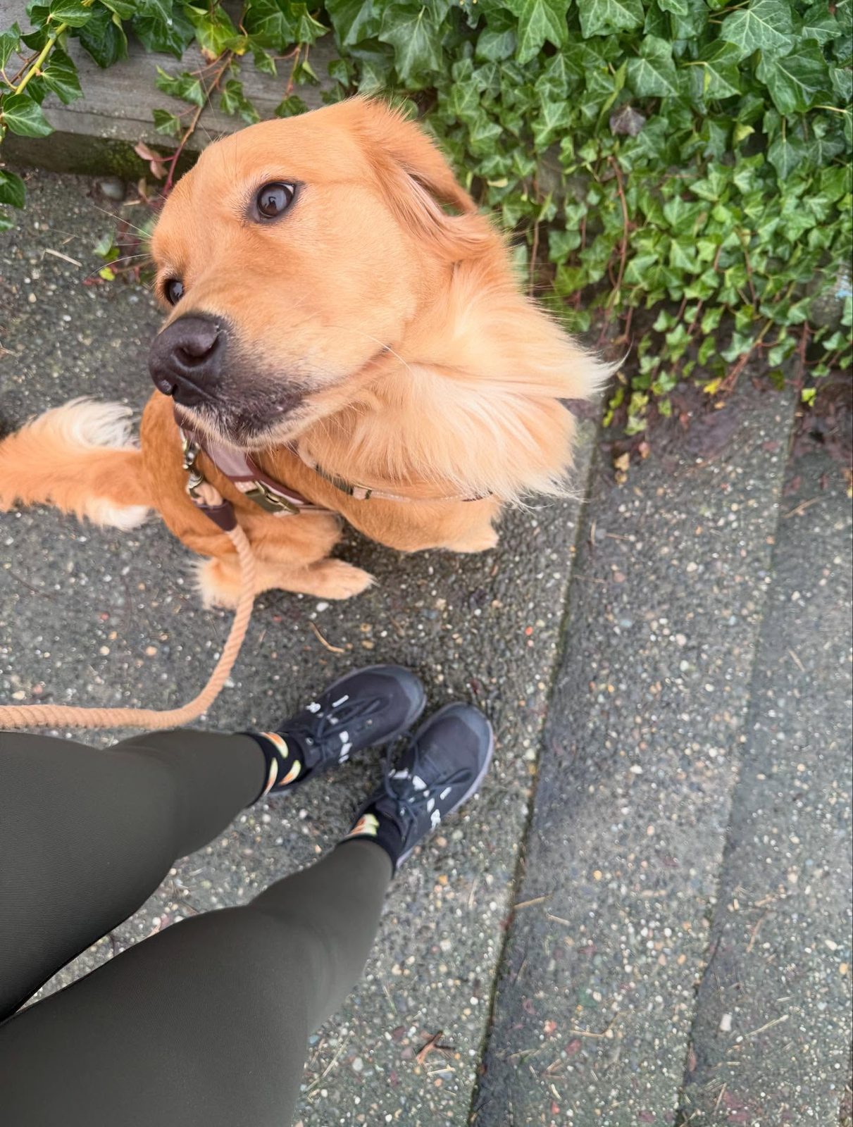 Rosie looking up mid-walk on a leash