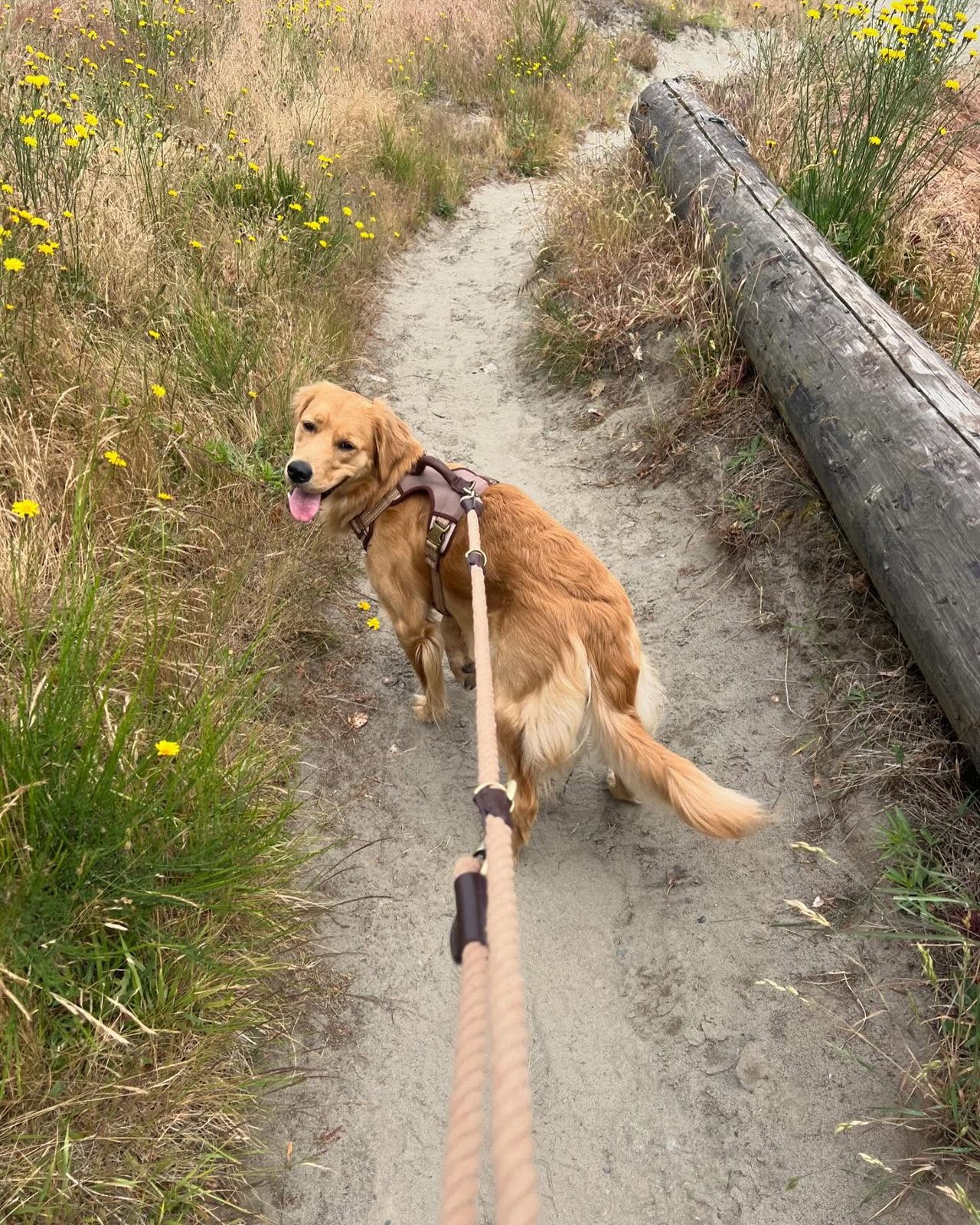 Rosie walking on a sandy trail through wildflowers