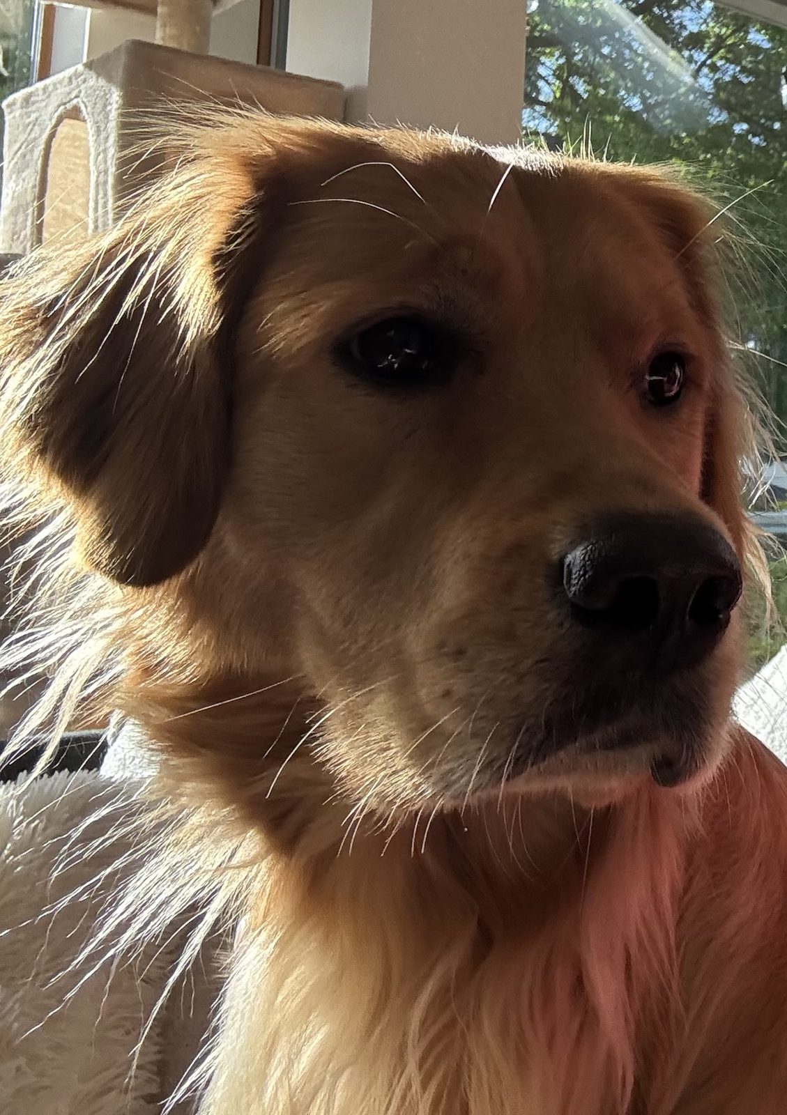 Rosie the Golden Retriever looking thoughtfully out a window